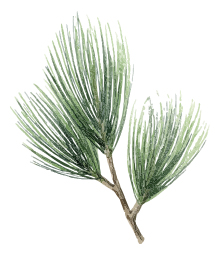 pine branch