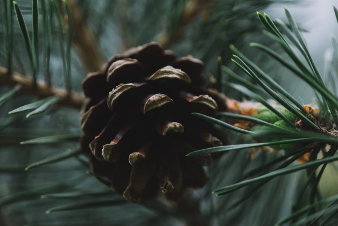 pinecone